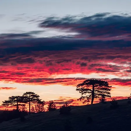 Wild Nest Wolf Lux *