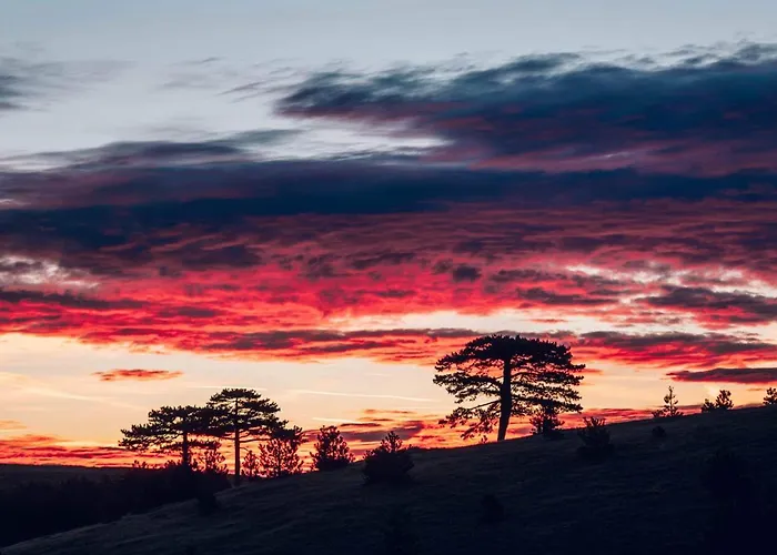 Wild Nest Wolf Lux *